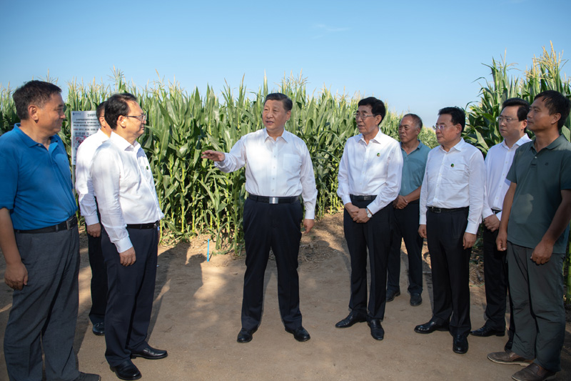 7月22日至24日，中共中央总书记、国家主席、中央军委主席习近平在吉林省考察。这是7月22日下午，习近平考察四平市梨树县国家百万亩绿色食品原料（玉米）标准化生产基地核心示范区地块。新华社记者 燕雁 摄