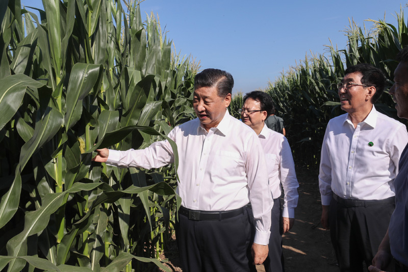 7月22日至24日，中共中央总书记、国家主席、中央军委主席习近平在吉林省考察。这是7月22日下午，在四平市梨树县国家百万亩绿色食品原料（玉米）标准化生产基地核心示范区地块，习近平走进玉米地，察看玉米长势。新华社记者 王晔 摄